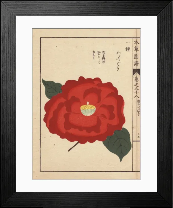 Framed Print : Scarlet camellia, Kara tsubaki, Thea japonica Framed Print : Scarlet camellia, Kara tsubaki, Thea japonica