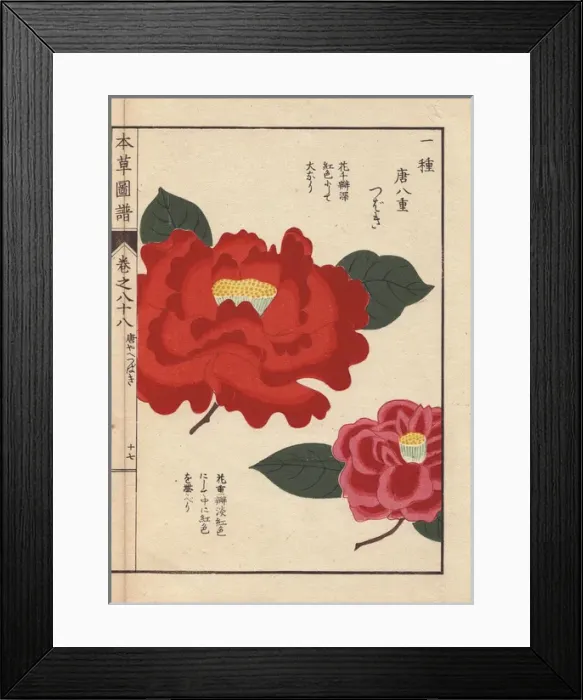 Framed Print : Crimson camellia, Touyahe tsubaki, Thea japonica Framed Print : Crimson camellia, Touyahe tsubaki, Thea japonica
