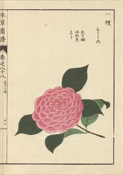 Pink camellia, Ogome, Thea japonica Nois flore pleno forma