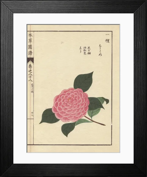 Framed Print : Pink camellia, Ogome, Thea japonica Nois flore pleno forma Framed Print : Pink camellia, Ogome, Thea japonica Nois flore pleno forma
