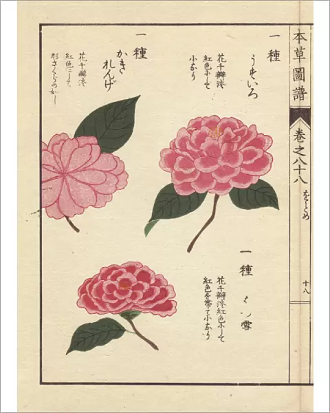 Pink camellias, Usuiro, Hatsuyuki and Kakirenge