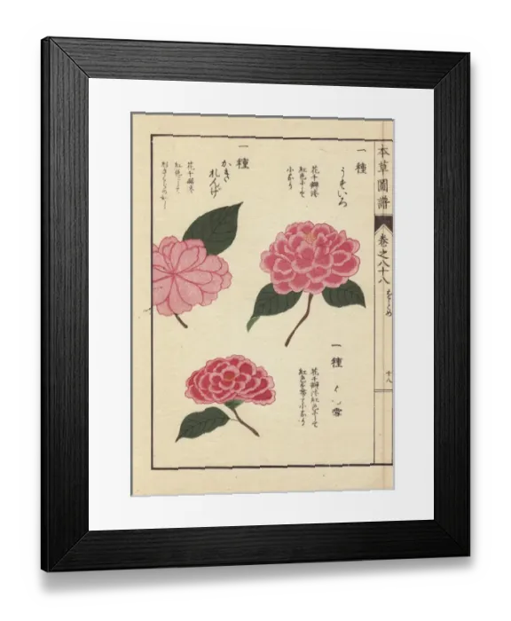 Framed Print : Pink camellias, Usuiro, Hatsuyuki and Kakirenge Framed Print : Pink camellias, Usuiro, Hatsuyuki and Kakirenge
