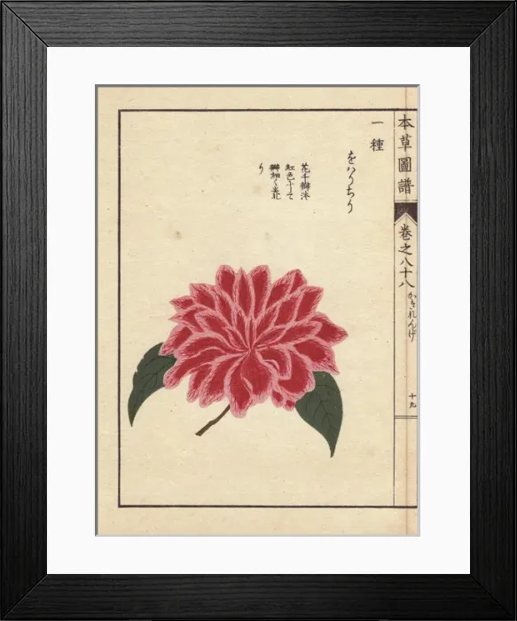 Framed Print : Pink and scarlet camellia, Oharichiri, Thea