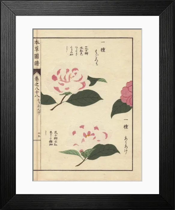 Framed Print : Pink and white camellias, Ariake and Hagoromo Framed Print : Pink and white camellias, Ariake and Hagoromo