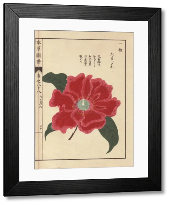 Framed Print : Crimson camellia, Tamagure, Thea japonica Nois Framed Print : Crimson camellia, Tamagure, Thea japonica Nois