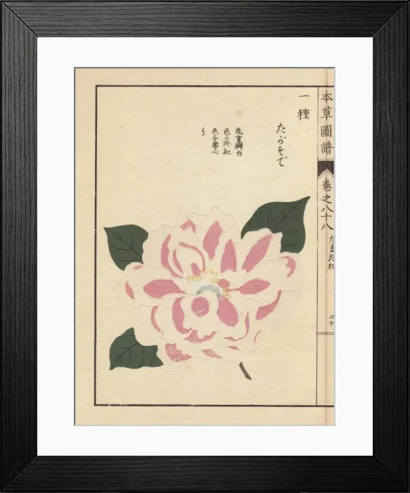 Framed Print : Pink and white camellia, Tagasode, Thea japonica Framed Print : Pink and white camellia, Tagasode, Thea japonica