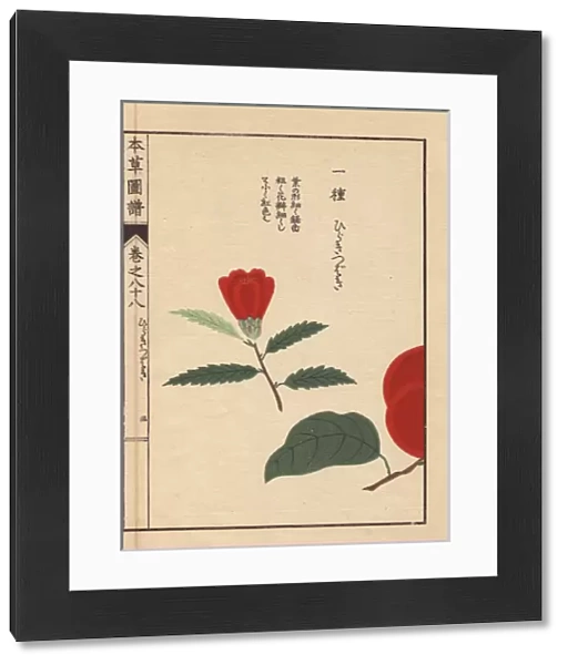 Camellia bud, Hiraki tsubaki, Thea japonica Nois
