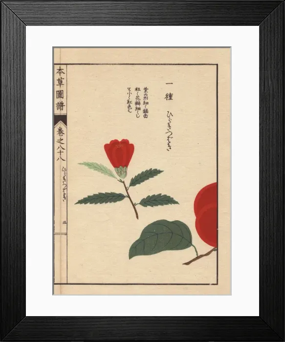 Framed Print : Camellia bud, Hiraki tsubaki, Thea japonica Nois Framed Print : Camellia bud, Hiraki tsubaki, Thea japonica Nois