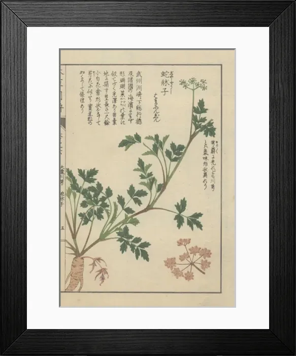 Framed Print : Roots, stems, leaves and tiny florets of Japanese Framed Print : Roots, stems, leaves and tiny florets of Japanese