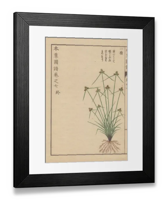 Framed Print : Roots, grass and flowers of halfchaff sedge Framed Print : Roots, grass and flowers of halfchaff sedge