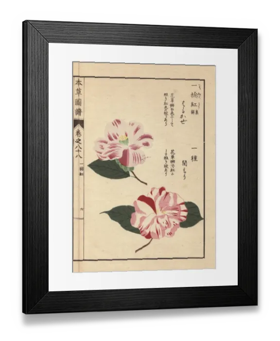 Framed Print : White and pink camellias, Sarukaze and Sekimori Framed Print : White and pink camellias, Sarukaze and Sekimori