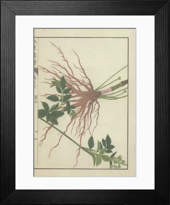Framed Print : Large root cluster, leaves and stems of Framed Print : Large root cluster, leaves and stems of