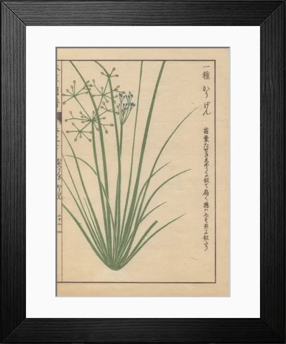 Framed Print : Blue-flowered grasslike fimbry or globe fringerush Framed Print : Blue-flowered grasslike fimbry or globe fringerush