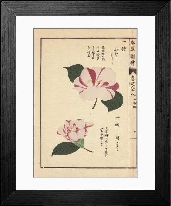Framed Print : White and pink camellias, Kakehoshi and Shokukou Framed Print : White and pink camellias, Kakehoshi and Shokukou