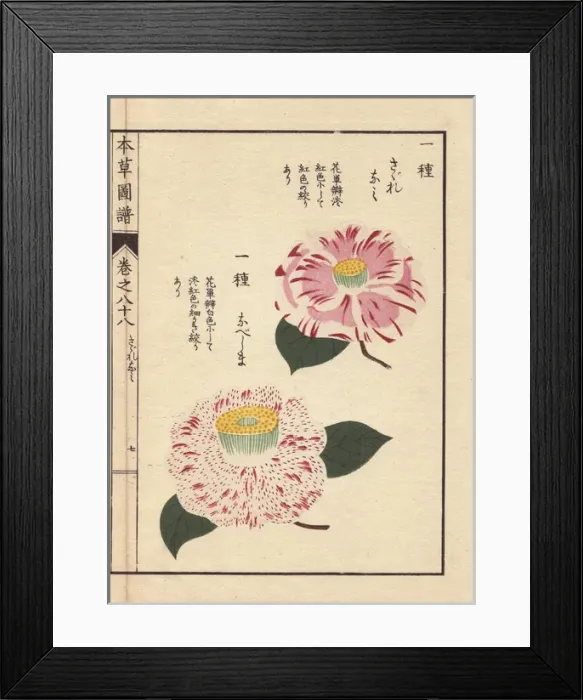 Framed Print : Pink and white camellias, Sagurenami and Nabeshima Framed Print : Pink and white camellias, Sagurenami and Nabeshima
