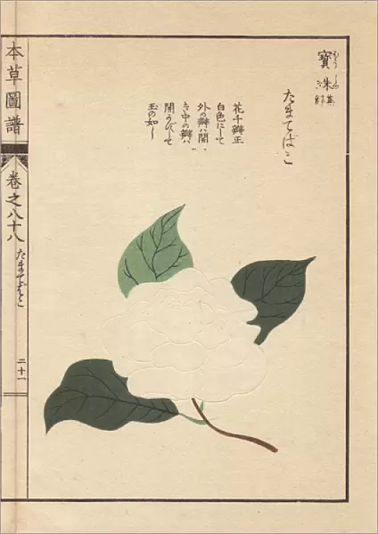 White Japanese camellias, Tamatebako, Thea