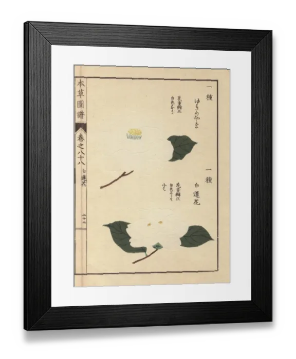 Framed Print : White Japanese camellias, Yukiyama and Shirorenka Framed Print : White Japanese camellias, Yukiyama and Shirorenka