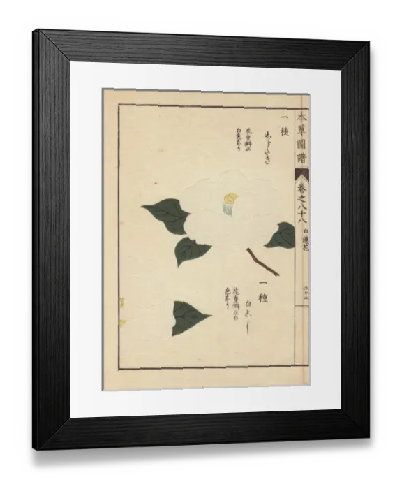 Framed Print : White camellias, Shirataki and Shiroshishi Framed Print : White camellias, Shirataki and Shiroshishi