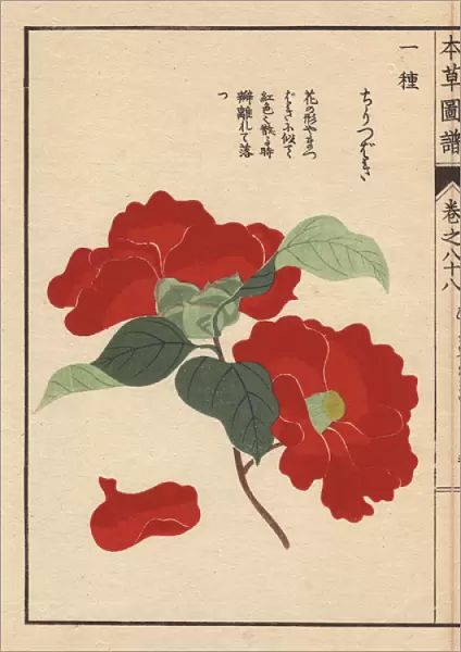 Scarlet camellia, Chiri tsubaki, Thea japonica Nois var
