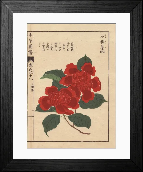 Framed Print : Scarlet camellia, Sekirousa, Thea japonica Framed Print : Scarlet camellia, Sekirousa, Thea japonica