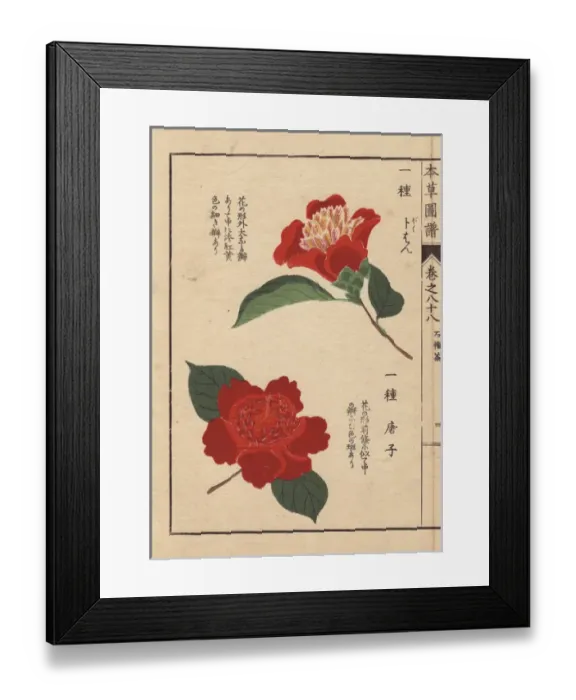 Framed Print : Crimson camellias, Bokuhan and Karako, Thea Framed Print : Crimson camellias, Bokuhan and Karako, Thea