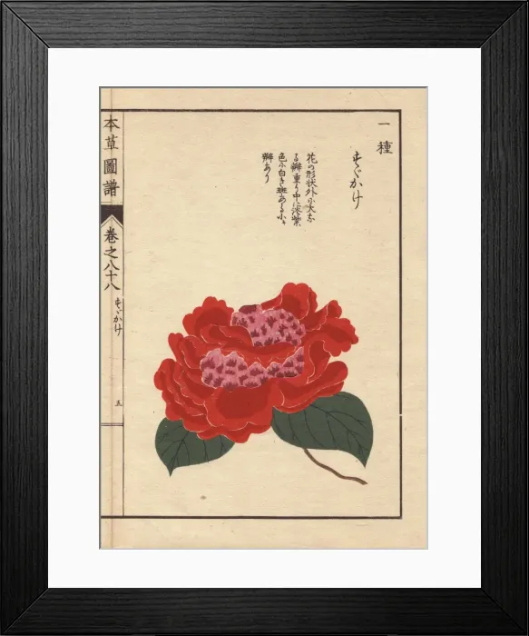 Framed Print : Crimson camellia, Susukage, Thea japonica Nois Framed Print : Crimson camellia, Susukage, Thea japonica Nois