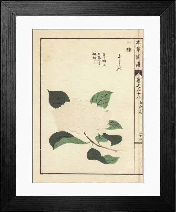 Framed Print : White camellia, Yoshino, Thea japonica Nois