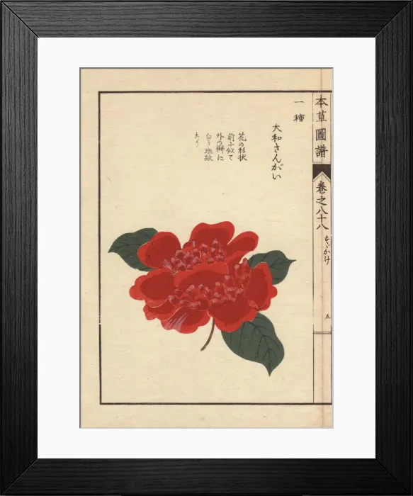 Framed Print : Crimson camellia, Daiwa sangai, Thea japonica Nois Framed Print : Crimson camellia, Daiwa sangai, Thea japonica Nois