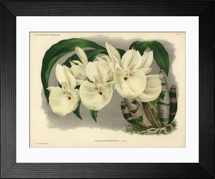 Framed Print : Felt-capped Catasetum orchid or Mother of Pearl Framed Print : Felt-capped Catasetum orchid or Mother of Pearl