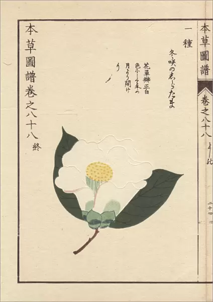 White camellia, Fuyusaku noshiratama, Thea