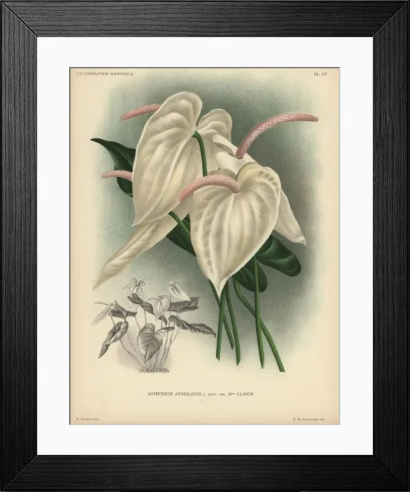 Framed Print : Cream colored flamingo flower or anthurium Framed Print : Cream colored flamingo flower or anthurium