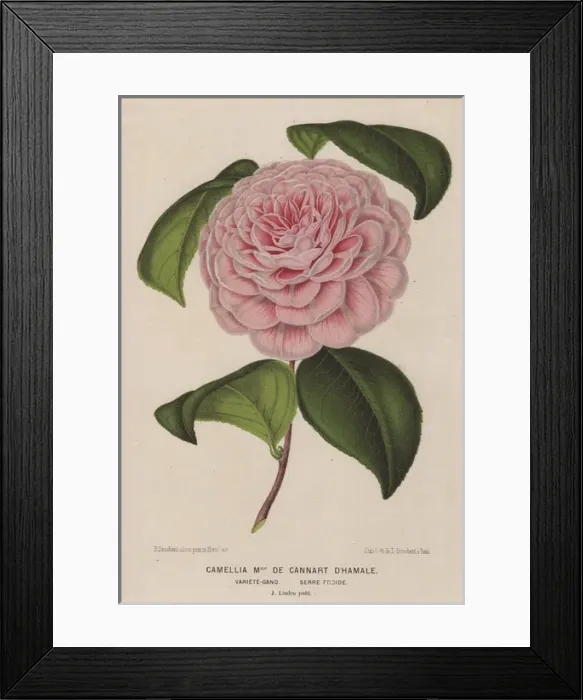 Framed Print : Hybrid camellia, Madame de Cannart d Hamale, Thea japonica Framed Print : Hybrid camellia, Madame de Cannart d Hamale, Thea japonica