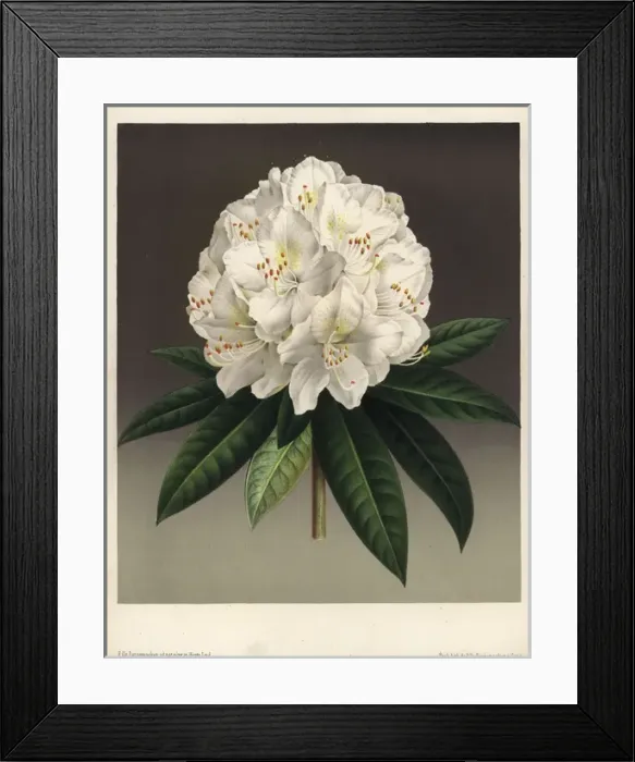 Framed Print : Large creamy white flowered rhododendron, Rhododendron Framed Print : Large creamy white flowered rhododendron, Rhododendron
