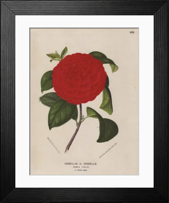 Framed Print : Scarlet Il Giogello camellia, Thea japonica Framed Print : Scarlet Il Giogello camellia, Thea japonica