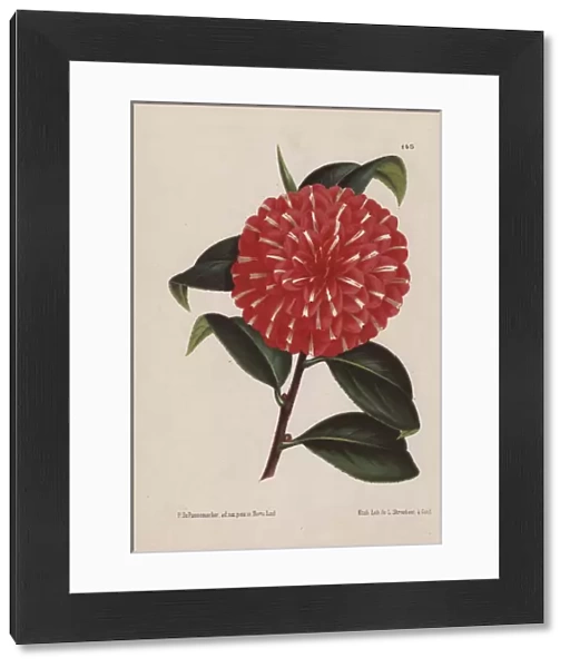 Scarlet hybrid camellia, Caprioli, Thea japonica
