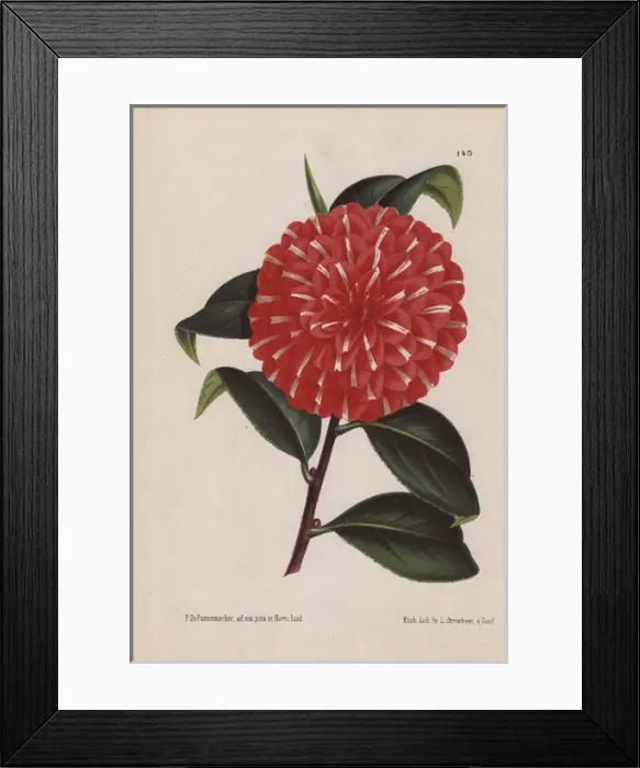 Framed Print : Scarlet hybrid camellia, Caprioli, Thea japonica Framed Print : Scarlet hybrid camellia, Caprioli, Thea japonica