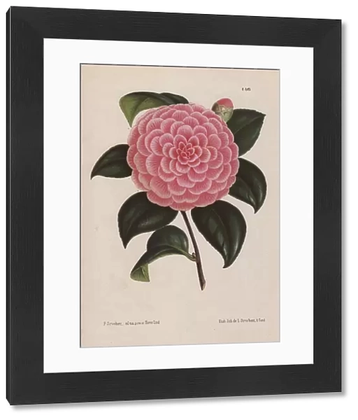 Pink hybrid camellia, Bertha Giglioli, Thea japonica