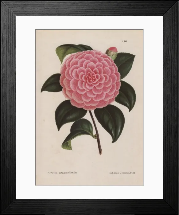 Framed Print : Pink hybrid camellia, Bertha Giglioli, Thea japonica Framed Print : Pink hybrid camellia, Bertha Giglioli, Thea japonica