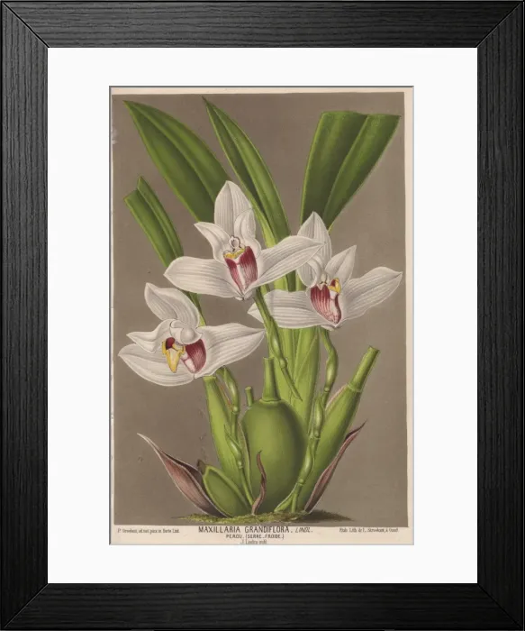 Framed Print : Large-flowered maxillaria orchid, Maxillaria Framed Print : Large-flowered maxillaria orchid, Maxillaria