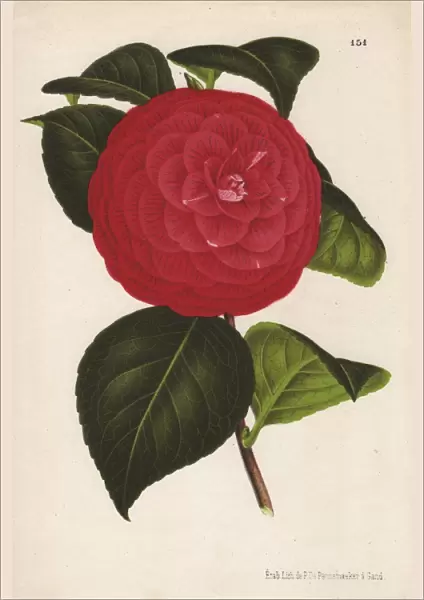 Crimson camellia hybrid, Marchesa Davia, Thea japonica