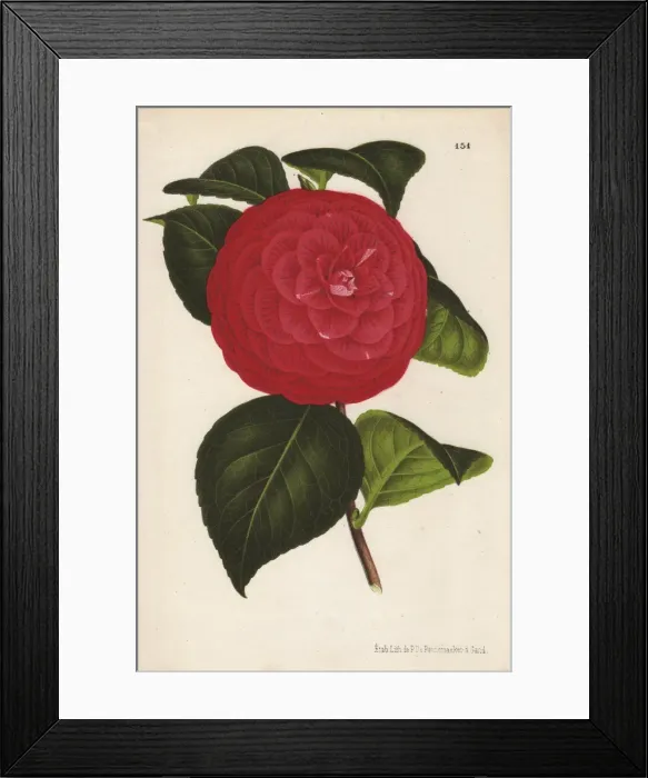 Framed Print : Crimson camellia hybrid, Marchesa Davia, Thea japonica Framed Print : Crimson camellia hybrid, Marchesa Davia, Thea japonica