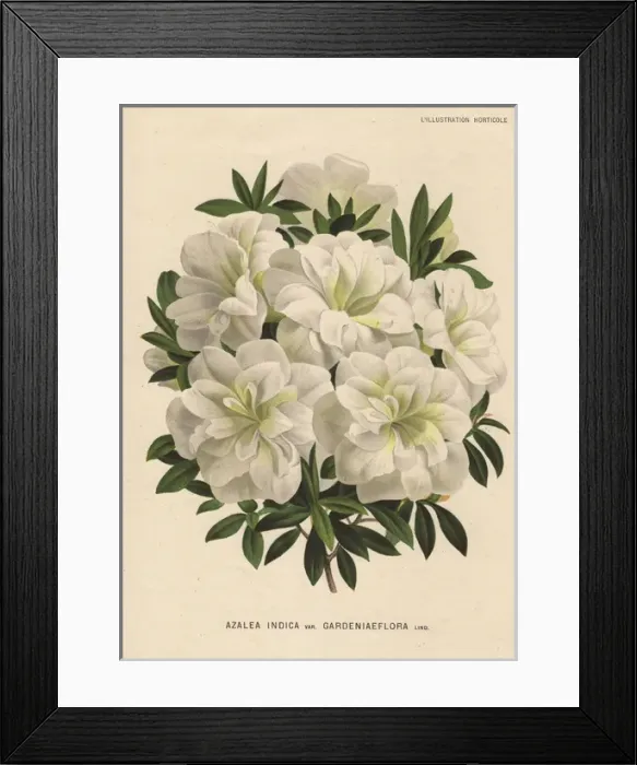 Framed Print : White azalea, Azalea indica var gardeniaeflora Lind