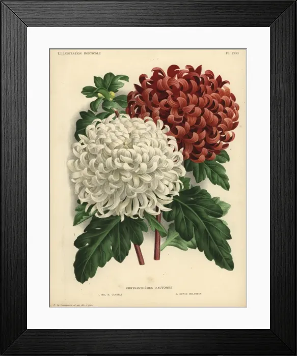 Framed Print : Autumn chrysanthemum hybrids: large white Mrs Framed Print : Autumn chrysanthemum hybrids: large white Mrs