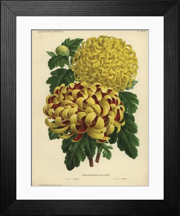 Framed Print : Autumn chrysanthemum hybrids: crimson and yellow Framed Print : Autumn chrysanthemum hybrids: crimson and yellow