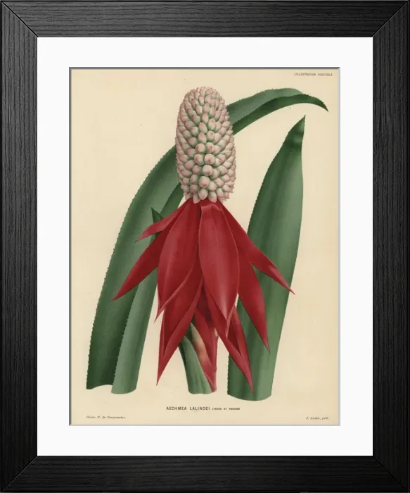 Framed Print : Succulent air plant with spear-shaped crimson Framed Print : Succulent air plant with spear-shaped crimson