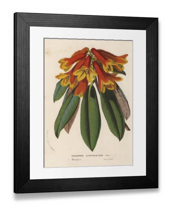 Framed Print : Orange and yellow Blandford-flowered rhododendron Framed Print : Orange and yellow Blandford-flowered rhododendron