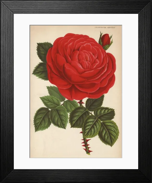 Framed Print : Huge scarlet hybrid rose, Guillaume Gillemot, Rosa species Framed Print : Huge scarlet hybrid rose, Guillaume Gillemot, Rosa species