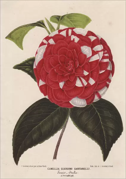 Crimson and white camellia, Giardino Santarelli