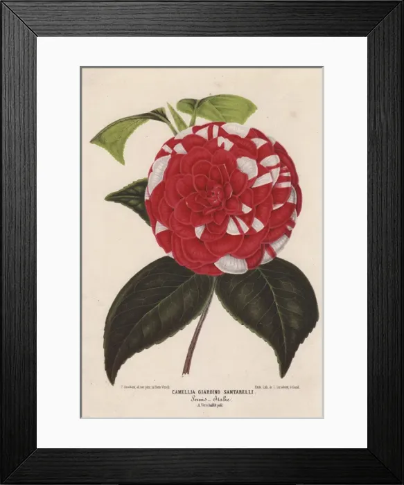 Framed Print : Crimson and white camellia, Giardino Santarelli Framed Print : Crimson and white camellia, Giardino Santarelli