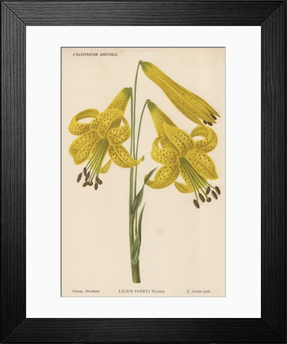 Framed Print : Lemon lily, Lilium parryis Watson Framed Print : Lemon lily, Lilium parryis Watson